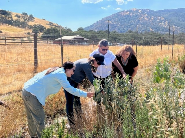 Four people examining plants
