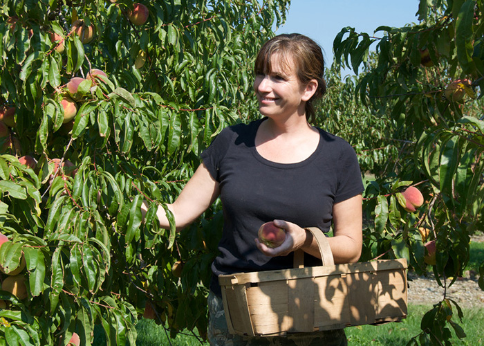 Person picking fruit from tree