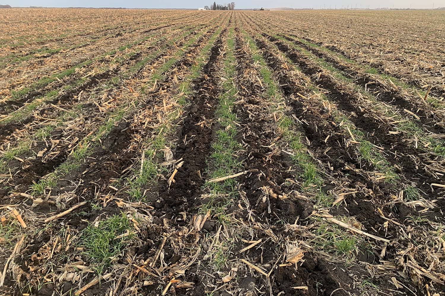 Tilled row crops