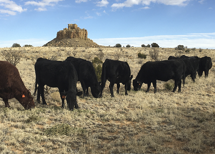 Several cattle grazing in field