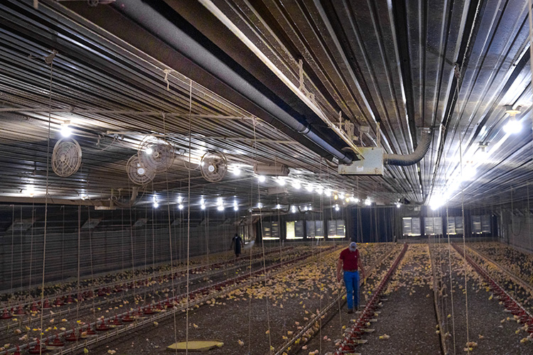 Person walking amongst chickens in a poultry house
