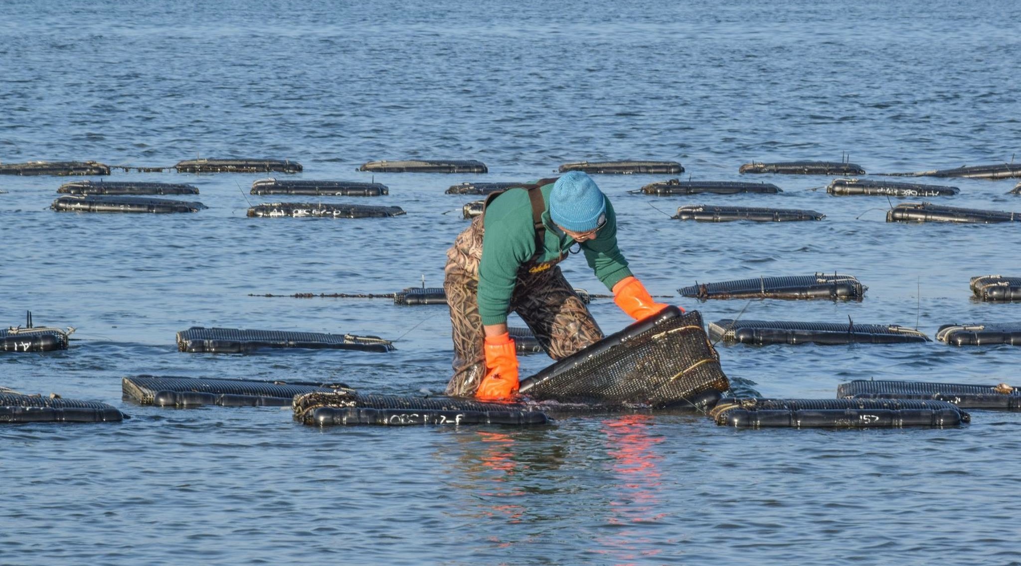 {Erson examining oyster catcher baskets