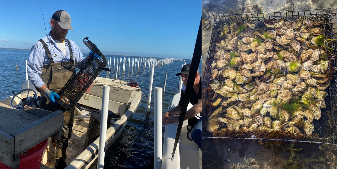 Person in boat holding basket full of oysters