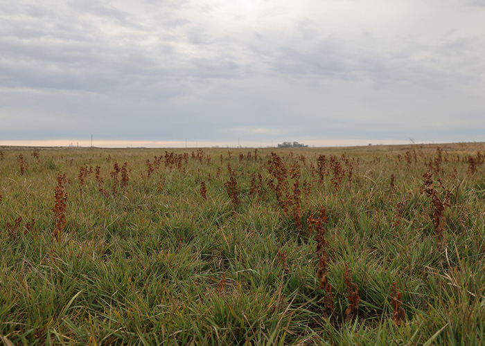 Open prairie