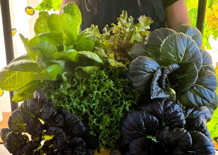 A variety of lettuce