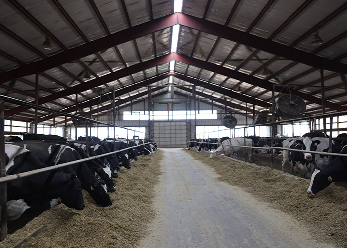 Cattle feeding in barn