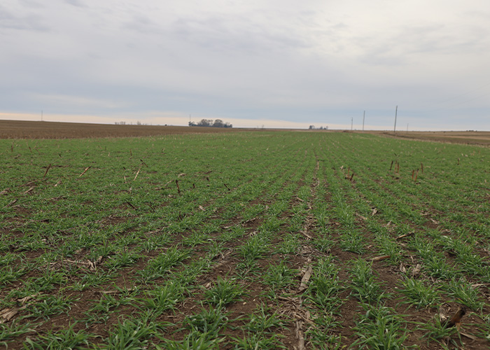 Cover crops in field