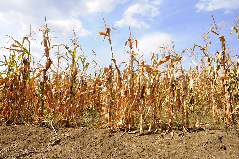 Dried cornstalks