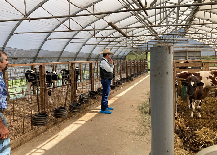 Two people in cattle feeding tent