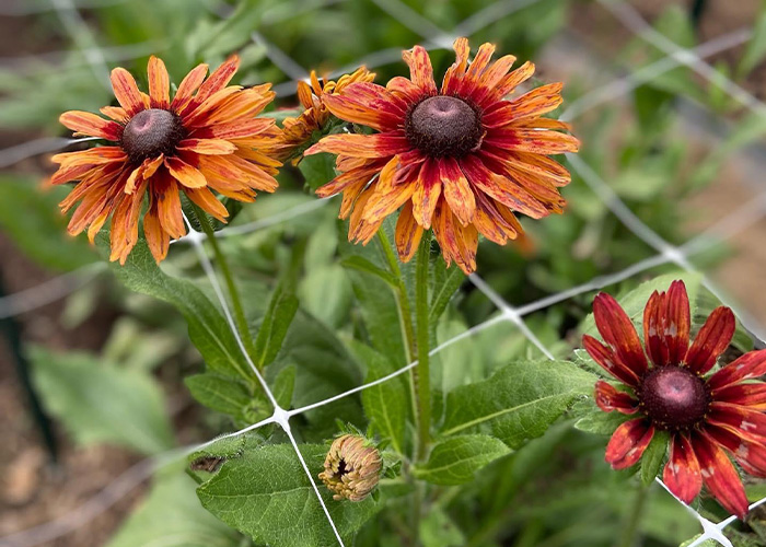 Three flowers planted in garden