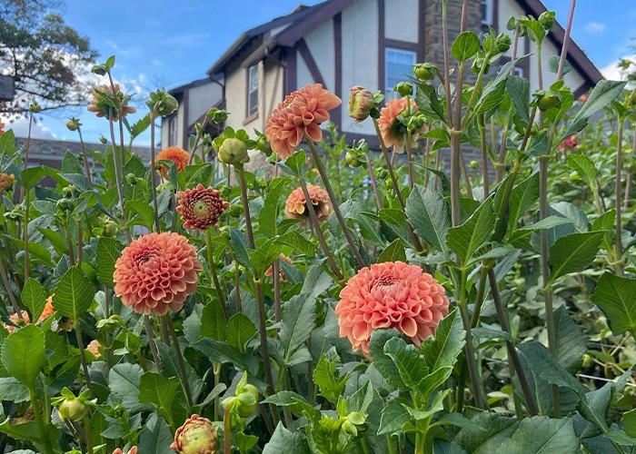 Flowers growing in soil