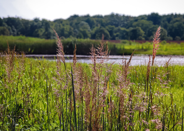 plants in marshland
