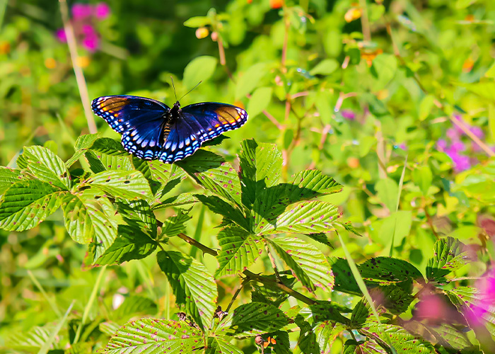 Butterfly on plant