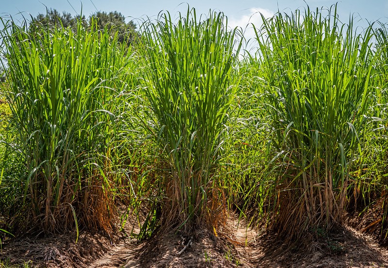 tall grass