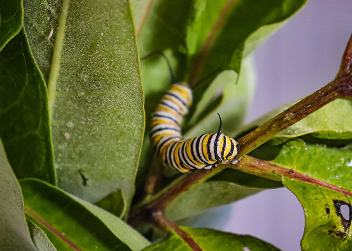 Caterpillar on plant branch