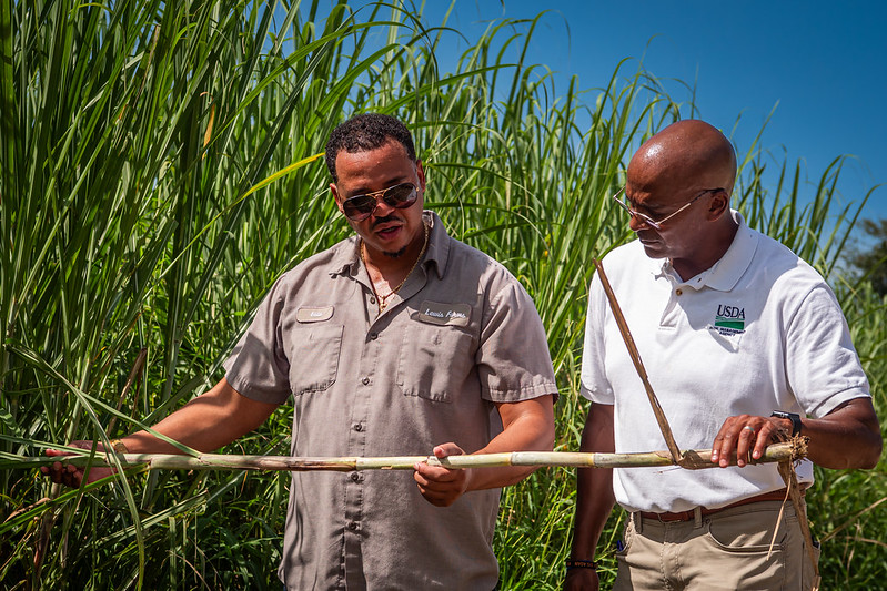 Two people examining sugar cane stalk