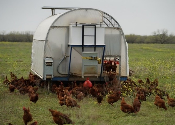 Chickens feeding outside a mobile chicken coop