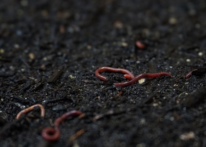 Earthworms in dirt