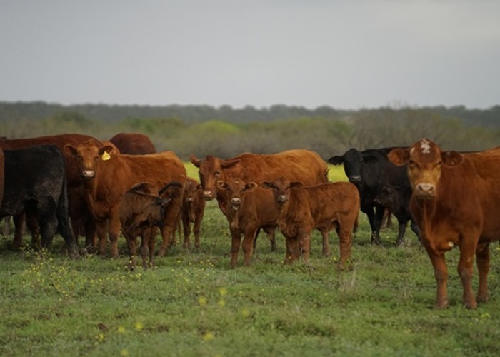 Cattle in a pasture