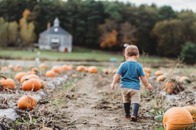 Person walking through field of pumpkins