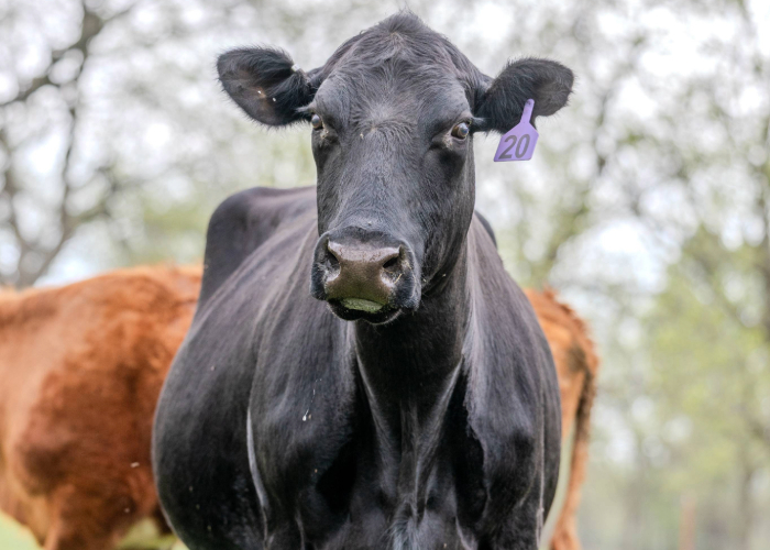 Black cow with tagged ear