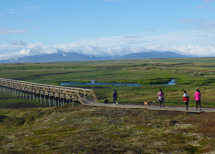 Four people and a dog walking on a wood covered trail