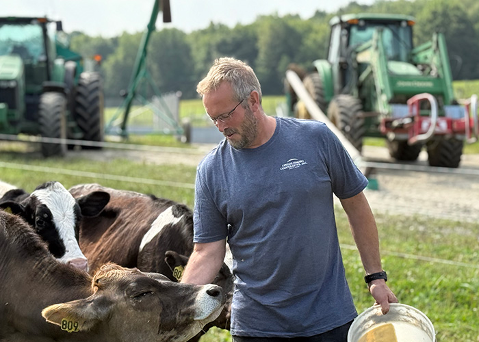 Person petting a cow