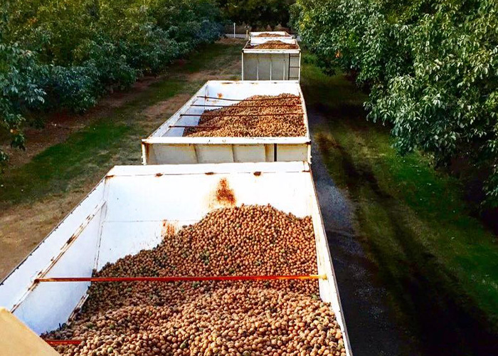 crops sitting in collection bins in field