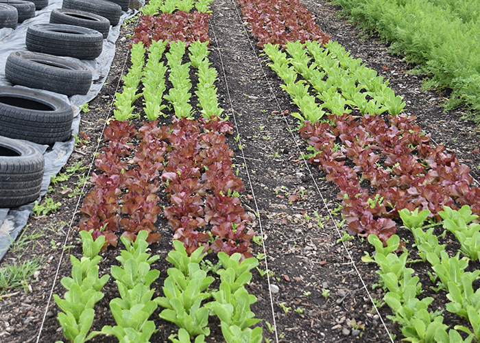 Rows of crops