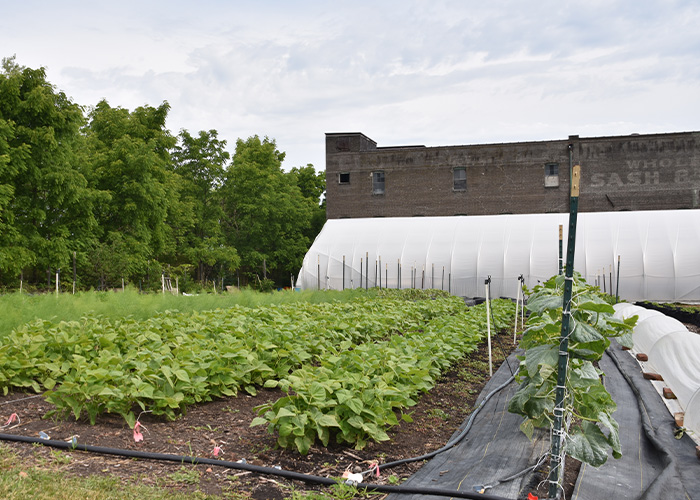 Rows of crops in front of a high tunnel