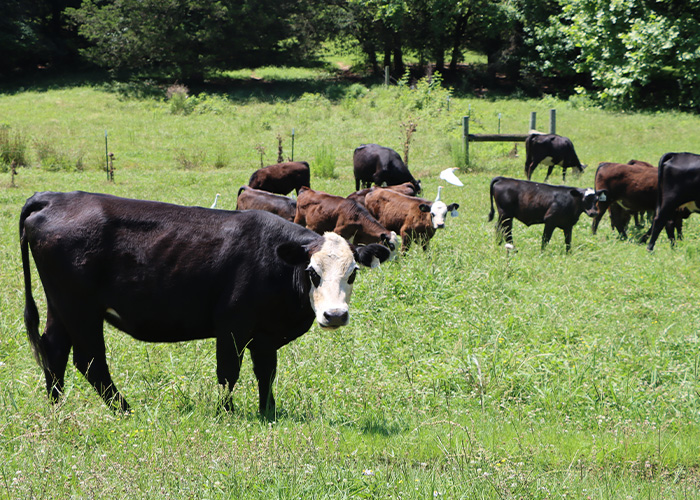 Cattle standing in a fenced in pasture