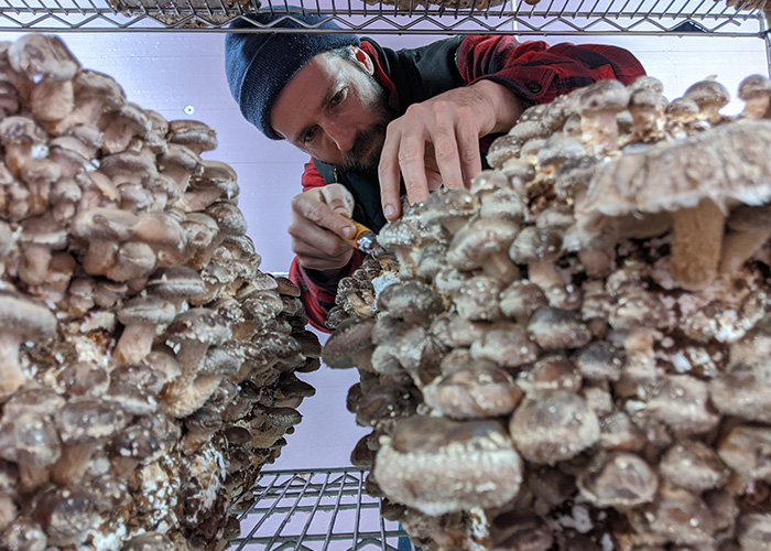 Mushrooms growing