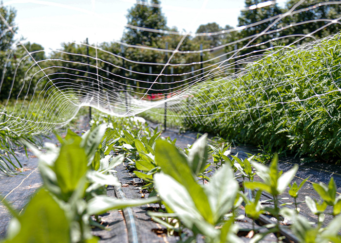 Close up of seedlings under netting