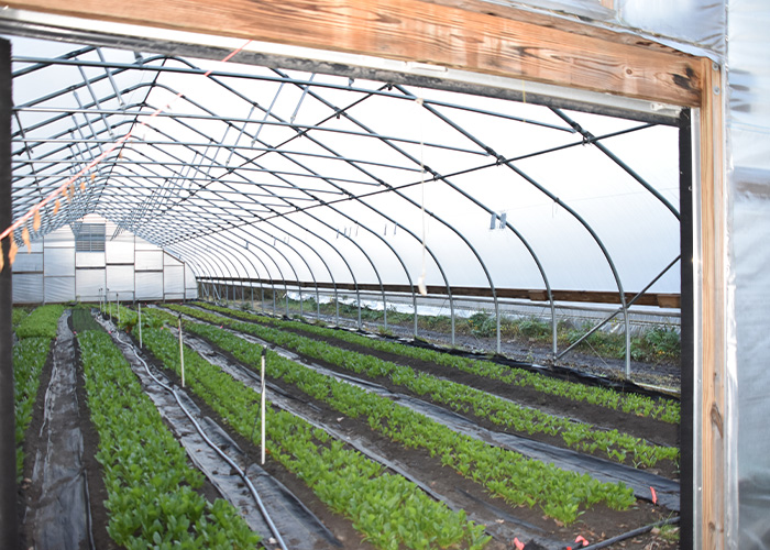 Rows of crops in a high tunnel