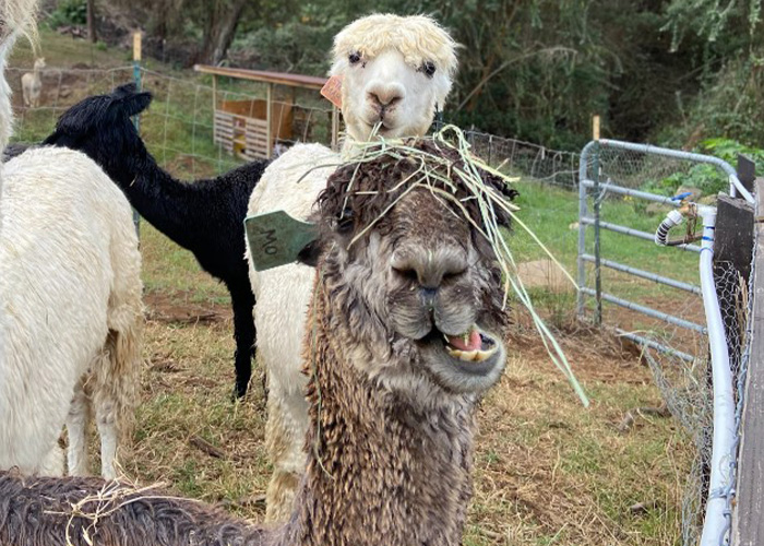 Alpacas in a paddock
