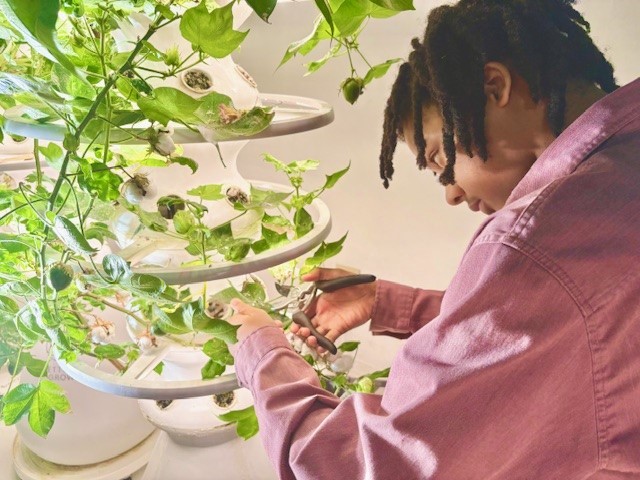 Person pruning plant