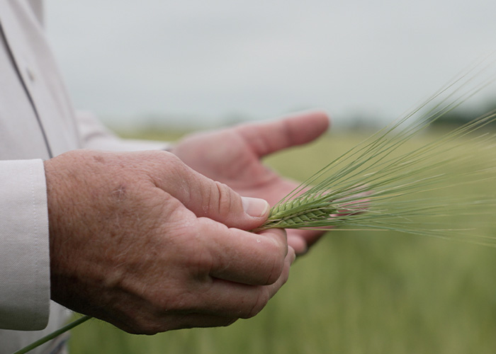 Two hands holding a grain of wheat