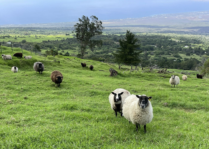 Sheep grazing in a pasture