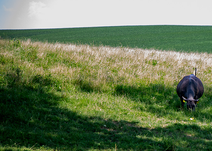Cow grazing in pasture