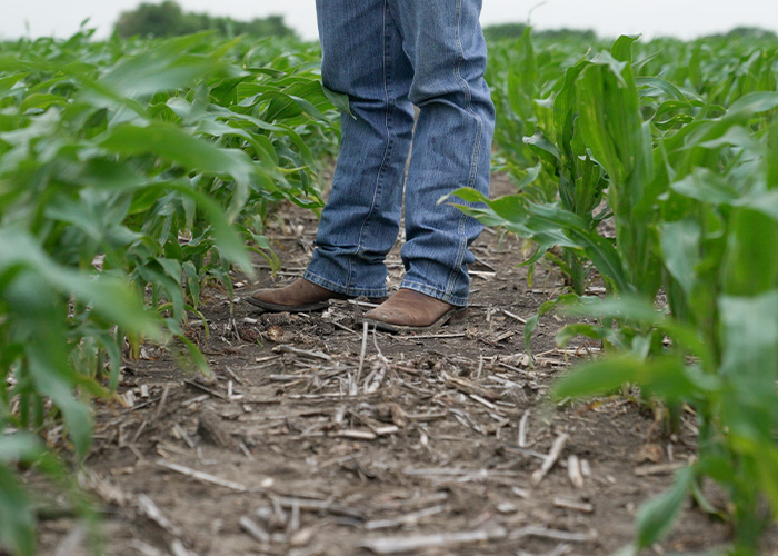 Close-up of two legs standing in a row of corn