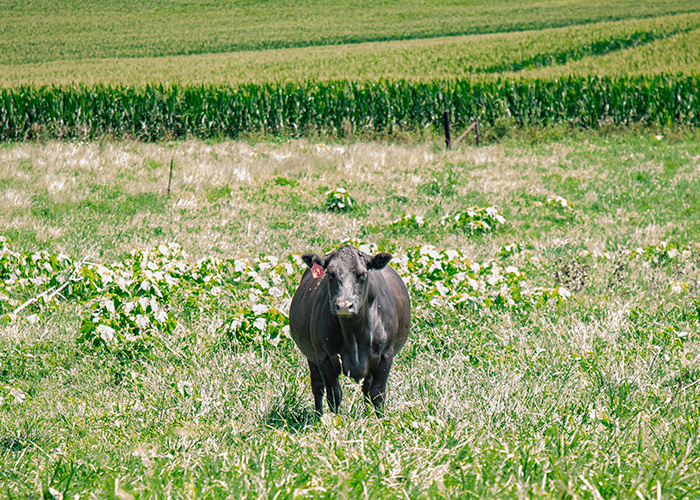 Cow grazing near corn field