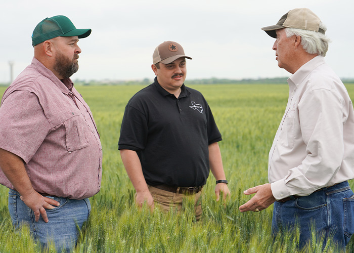 Three people standing in a field of crops