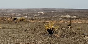 Land after wildfire