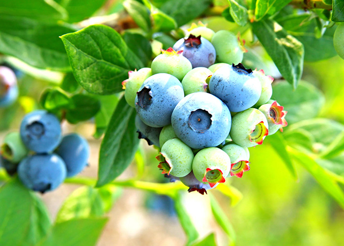 Blueberries on a bush