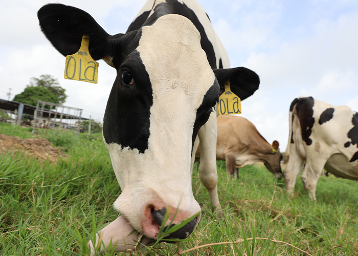 Cow with tagged ears