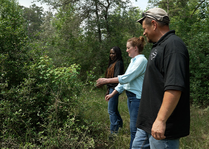 Three people inspecting a bush