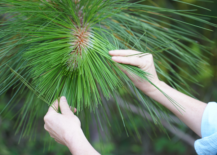 Two hands grasping tree pines