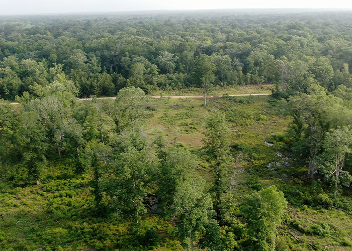 Aerial view of a tree grove with a road running through it