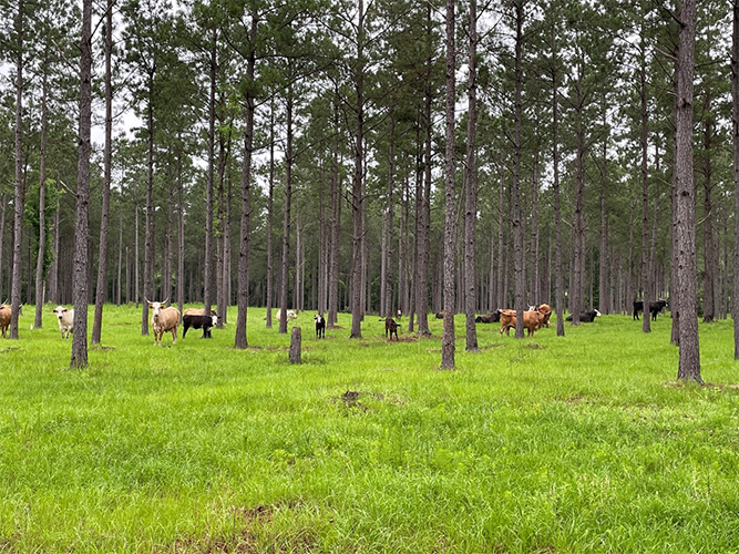 Cattle in a treed field