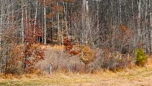 Fridays on the Farm: Improving Forest Health and Creating Habitat in Ohio 